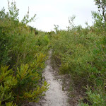 Overgrown track on the Awabakal Coastal Walk in the Awabakal Nature Reserve