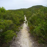 Sandy track through heath on the Awabakal Coastal Walk