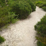 Sandy track in the Awabakal Nature Reserve