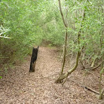 Leafy track near Collier St in Redhead in the Awabakal Nature Reserve
