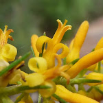 Pine leaf Geebung (Persoonia pinafolia)In bloom