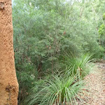 Dry forests on ridge in the Lane Cove Valley
