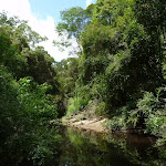 The Lane Cove River near Avondale Creek