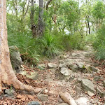 Rocky track through the dry forest
