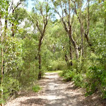 Walking along the wide trails near Koombalah Ave