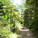 Fern trees and moist forest in the upper Lane Cove Valley