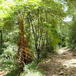 The rocky trail beside the upper Lane Cove River