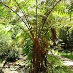 Fern tree in the upper Lane Cove Valley