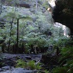 The cliffs and fern grotto at the western end of the tunnel