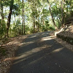 Trail in the Blackbutt Reserve