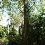 Tall Rain Forest in Blackbutt Reserve