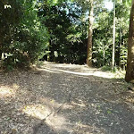 Forest trail in Blackbutt Reserve