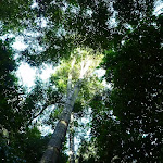 Views of the sky through trees in the Blackbutt Reserve