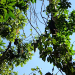 Flying Foxes nesting in trees at the Rain Forest Picnic Area in Blackbutt Reserve