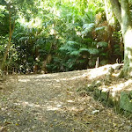 Trail at Blackbutt Reserve