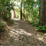 Uphill track in the Blackbutt Reserve
