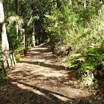 Track to Rain Forest in Blackbutt Reserve