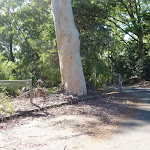 Sign and large tree in Lookout Road Car Park in Blackbutt Reserve