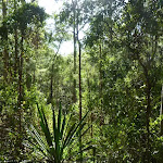 Attractive plants on the Main Ridge Walk in Blackbutt Reserve