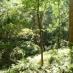 Vegetation found in Blackbutt Reserve