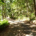 Trail through forest in the Blackbutt Reserve
