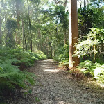 Attractive fern forest in Blackbutt Reserve