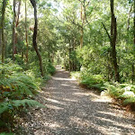 Trail through moist forest on the Blueberry Ash Trail in the Blackbutt Reserve