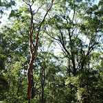 Views through the forest in the Blackbutt Reserve