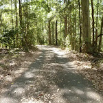 Sealed trail through forest in the Blackbutt Reserve
