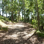 Trail through forest with houses nearby in blackbutt Reserve