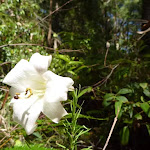 Flower in forest in Blackbutt Reserve