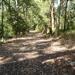 Trail through forest in Blackbutt Reserve near Lookout Road