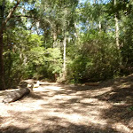 Trail near houses in Blackbutt Reserve