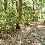 Forested trail near Lily Pond Picnic Area in Blackbutt Reserve