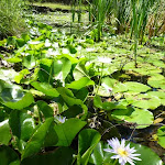 Lush leaves and flowers of the Nymphaea Lily at Lily Pond Picnic Area in Blackbutt Reserve