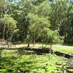 Lily Pond Picnic Area in the middle of Blackbutt Reserve