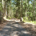 Forested trail near Mahognay Picnic Area in Blackbutt Reserve