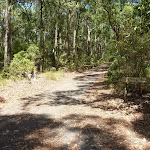 Forested trail in Blackbutt Reserve