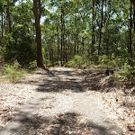 Trail through forest in Blackbutt Reserve