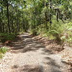 Forested trail near Lookout Road in Blackbutt Reserve