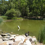 Black swan in large pond in Richley Reserve