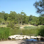 Large pond with black swan in Richley Reserve