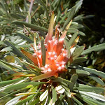Lambertia formosa (Mountain Devil)