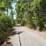 Trail with overhead powerlines in Blackbutt Reserve