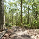 Tall trees beside a trail in the Blackbutt Reserve