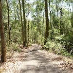 Eucalyptus forest in the Blackbutt Reserve