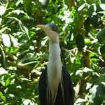 Heron at the Wildlife Exhibits in Carnley Ave Reserve