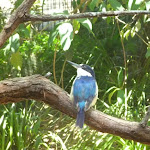 Kingfisher at the Wildlife Exhibits in Carnley Ave Reserve