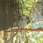 Owl in the Wildlife Exhibits at Carnley Ave Reserve