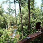 Views from the Boardwalk on the Wildlife Exhibits in Blackbutt Reserve